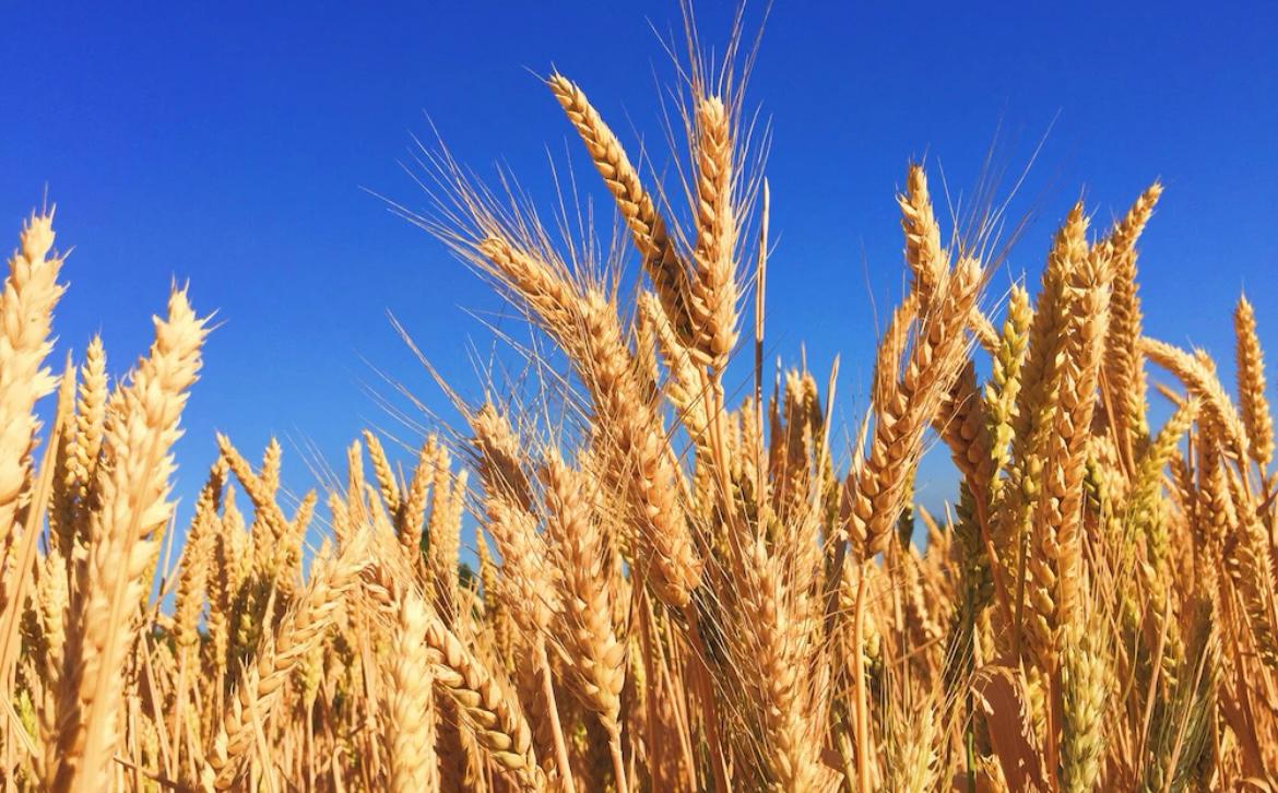 Wheat Farming