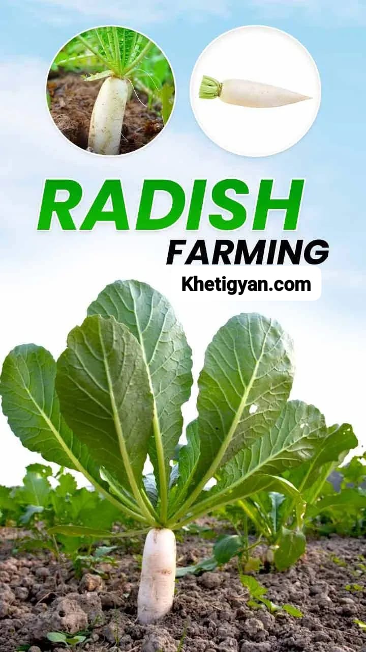 Radish Farming